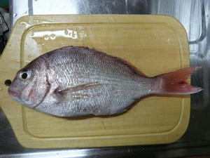 080918_fish1.jpg