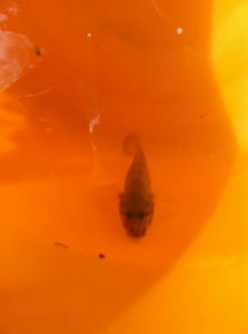 101011_bbq6.jpg