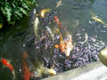 koi.jpg