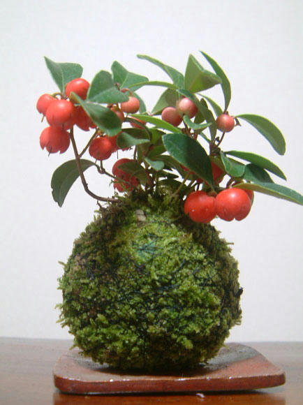 kokedama.jpg