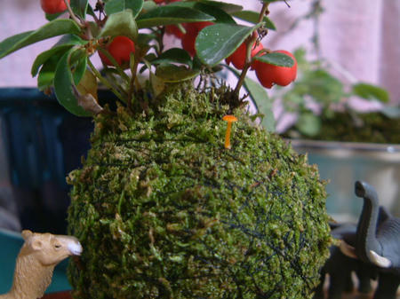 DSCF0125.JPG
