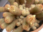 DSCN7460.JPG