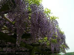 fujidana.jpg