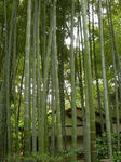 takebayasi.jpg