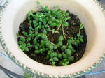 greenneckress22.10.10.JPG