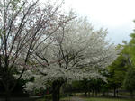 23.4.10sakura2.JPG