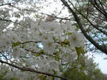 23.4.10sakura1.JPG