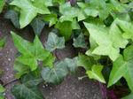 hedera.JPG
