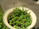 green.JPG