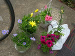 flower.JPG