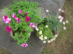 23.6.20a.JPG