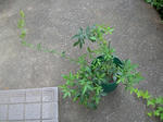 23green1.JPG