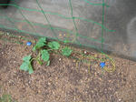 23.7.4green2.JPG