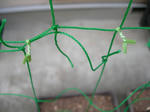 23.7.4green3.JPG