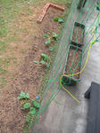 23.7.4green1.JPG