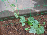 23.7.6green1.JPG