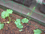 23.7.6green2.JPG