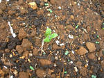 23.7.6green6.JPG