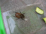 23.7.22kabuto.JPG