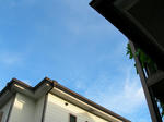 kosumosu6.JPG