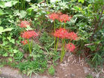 23.9.30higanbana.JPG