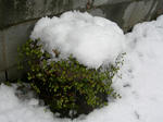 H24.2.29snow.JPG