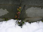 H24.2.29snowday.JPG