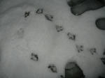 H24.2.29snowkamo1.JPG