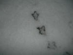 H24.2.29snowkamo3.JPG