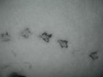 H24.2.29snowkamo4.JPG