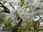 24.4.12mankai2.JPG