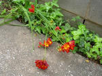 4.29garden1.JPG