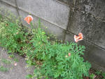 4.29garden2.JPG