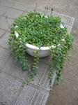 4.29garden3.JPG