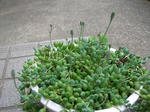 4.29garden4.JPG