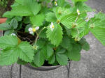 4.29garden5.JPG