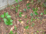 4.29garden6.JPG