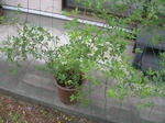 4.29garden7.JPG