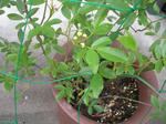 4.29garden8.JPG