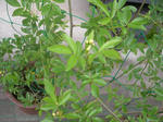 4.29garden9.JPG
