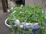 24.5.16green2.JPG