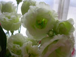 24.5.16green6.JPG