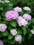 24.6.12ajisai2.jpg