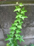24.7.7ivy.JPG