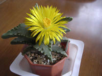Faucaria.jpg