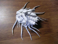 Dicranurus_2.jpg