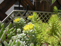 spathulifolium_1.jpg