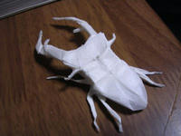 stagbeetle_1.jpg