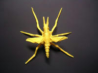 crane-fly2_1.jpg