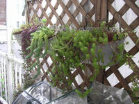 succulent_1.jpg